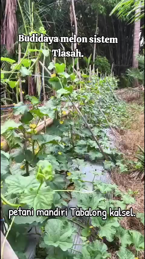 @SURYA TANI