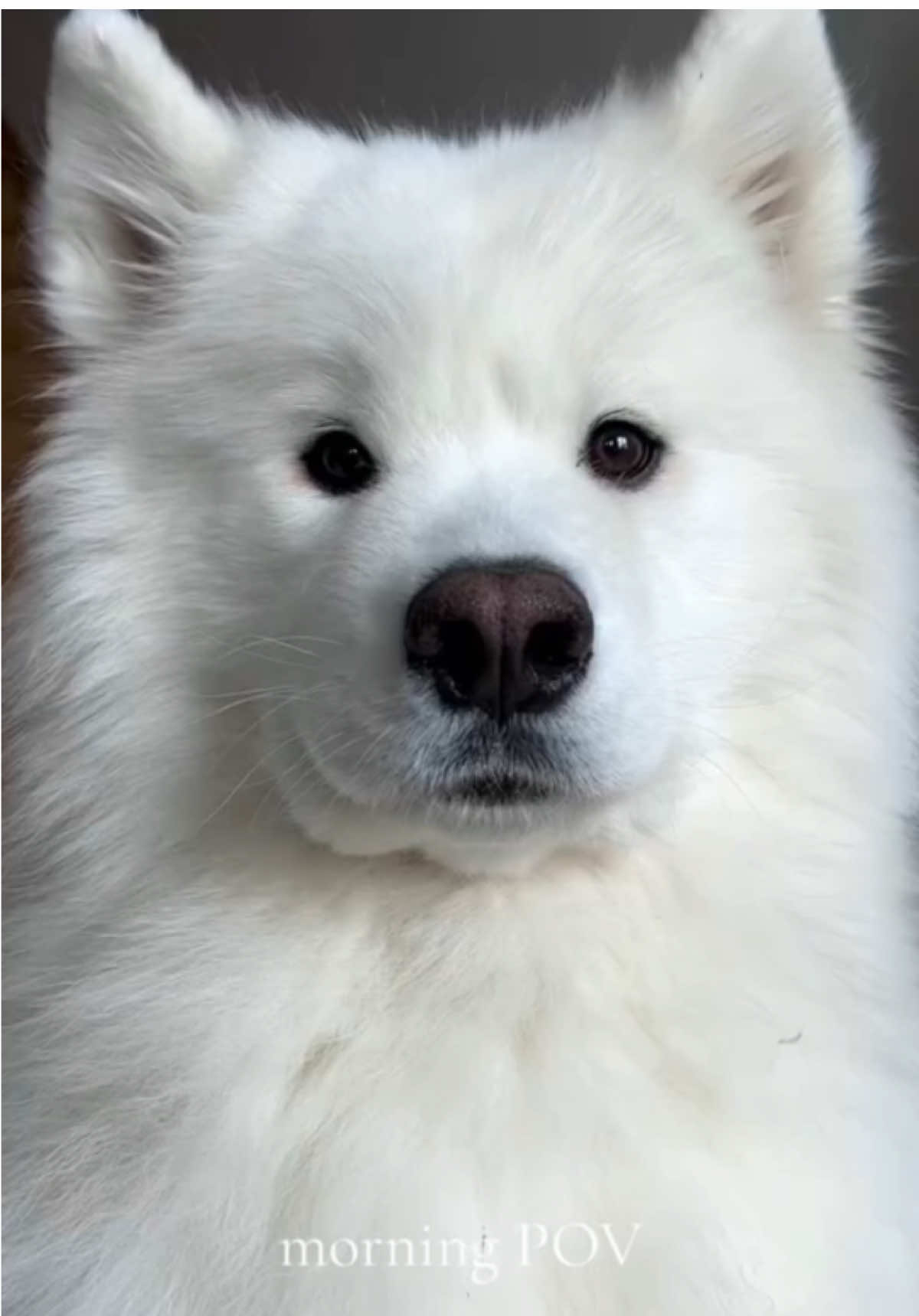 @Пушистики🐶