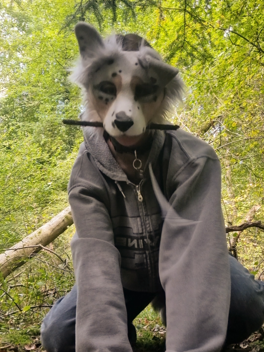 @☆sillydog☆