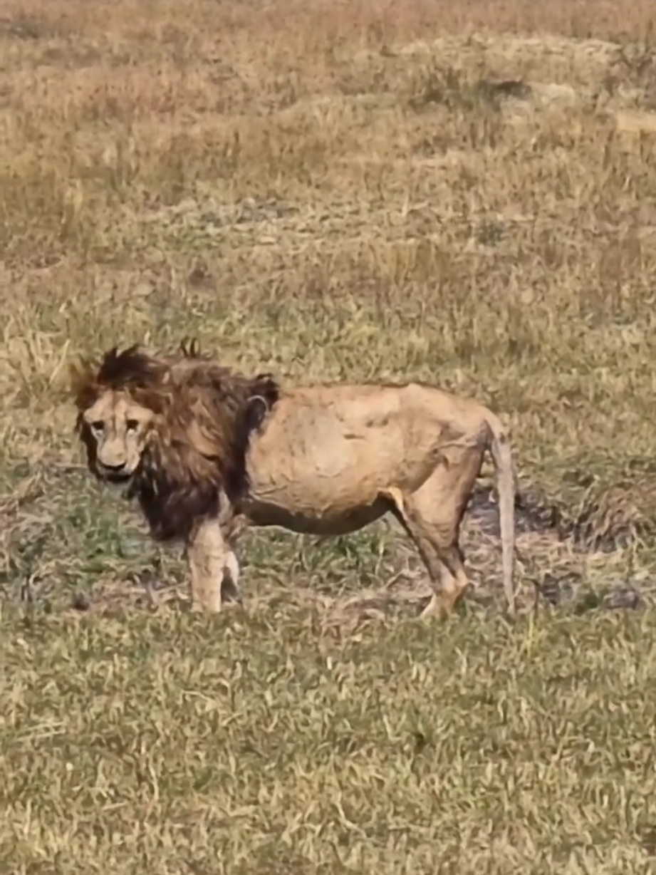 @Lion Sightings