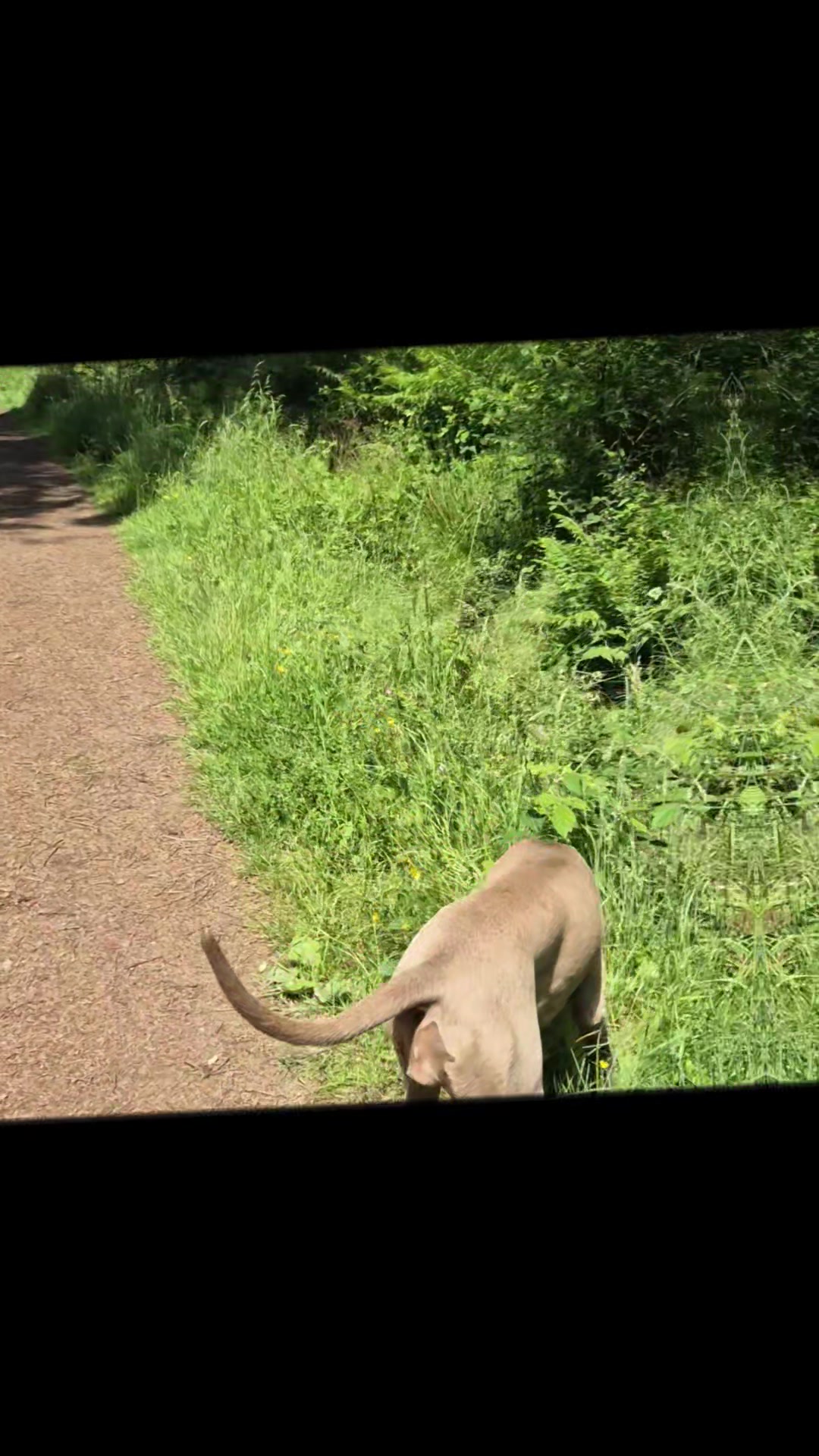 @Sabsky weimaraners