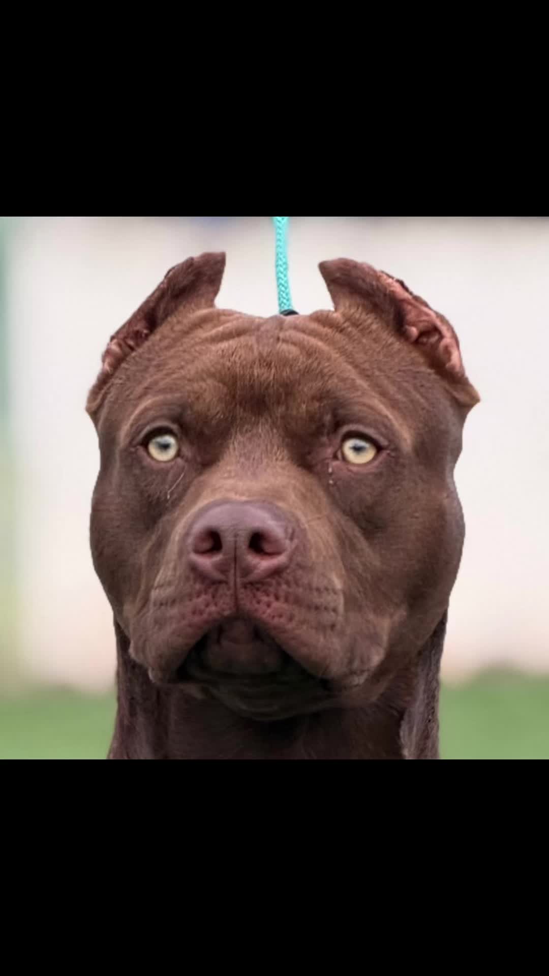 @RedForcePitbull