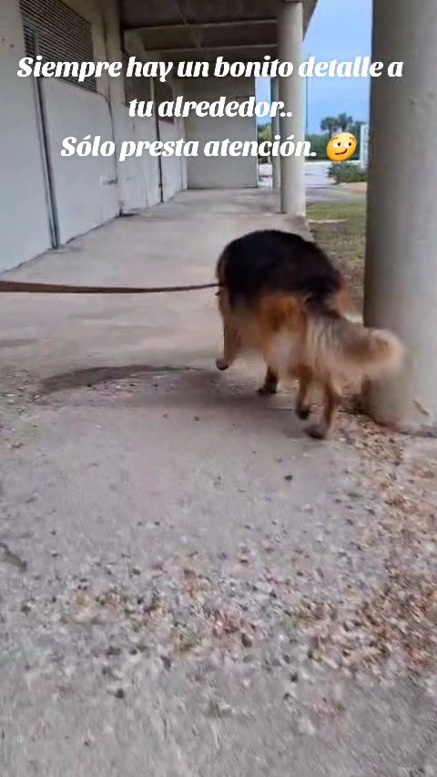 @Cachorretezeus