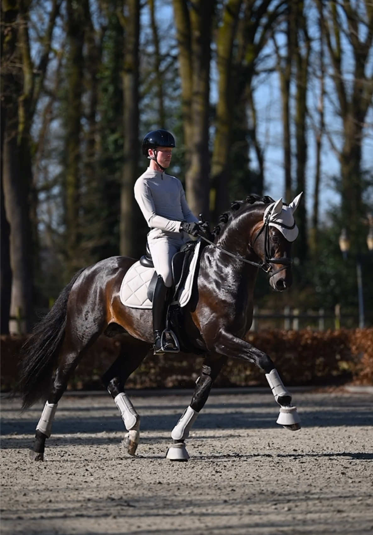 @Maximilian Equestrian