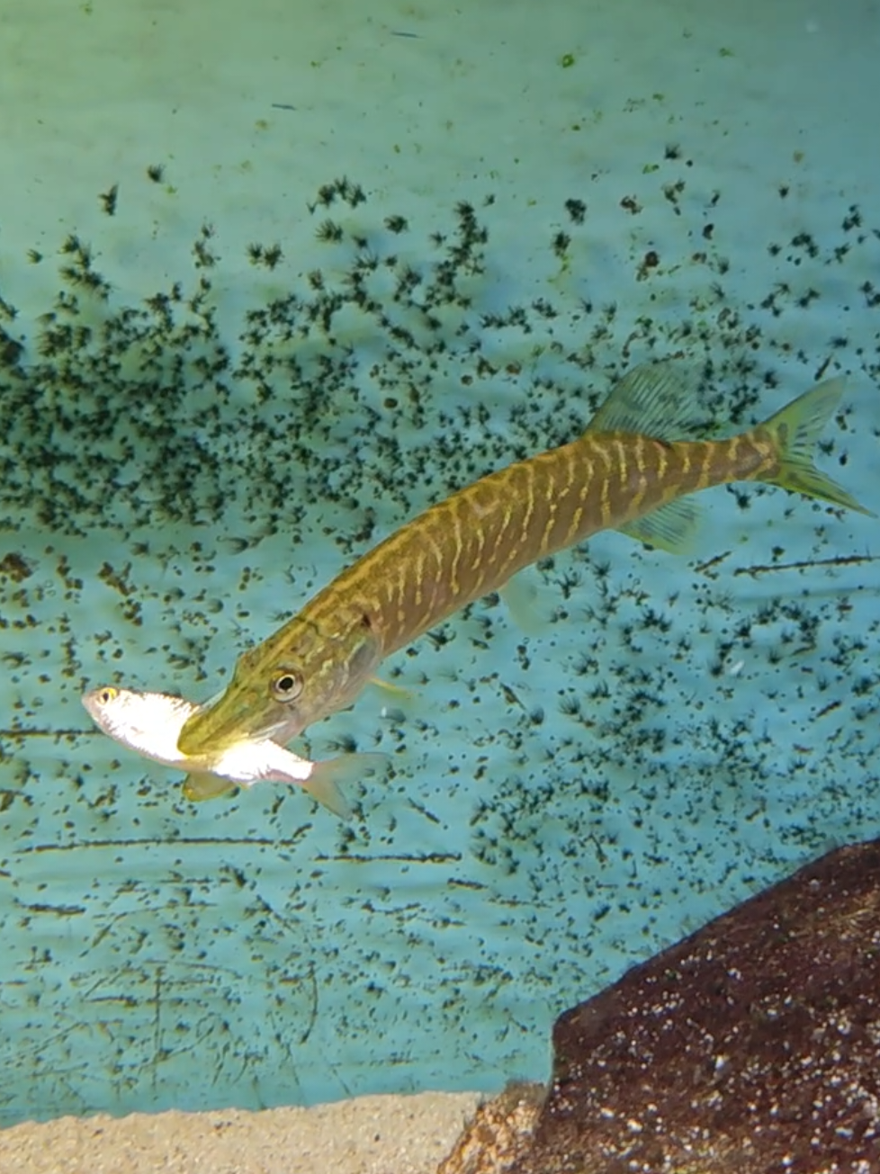 @predatoryfishtank