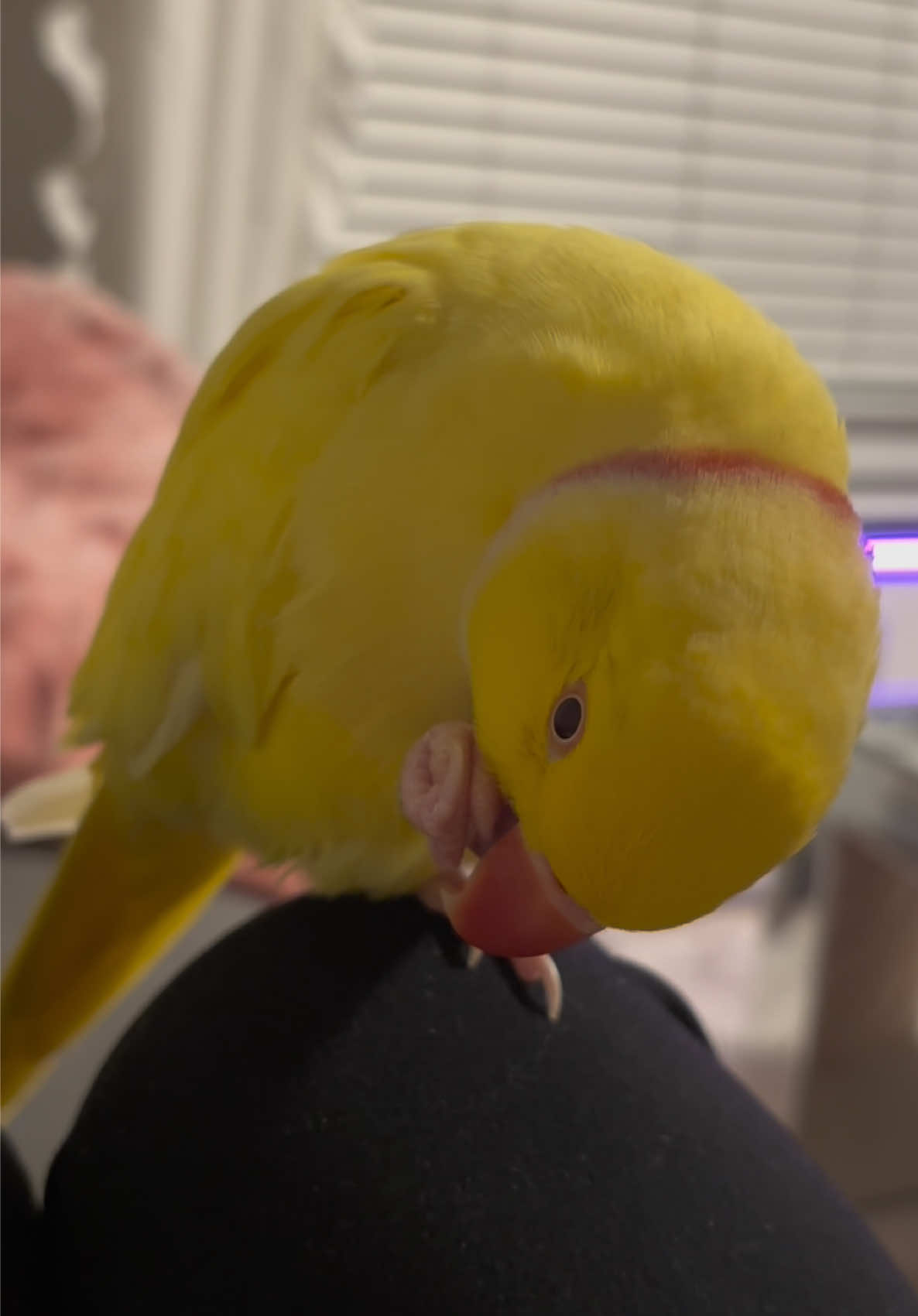 @TWINKIE 🐥