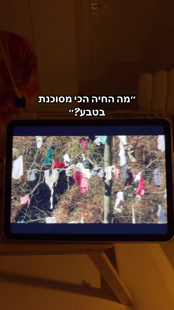 @קפיברה טים