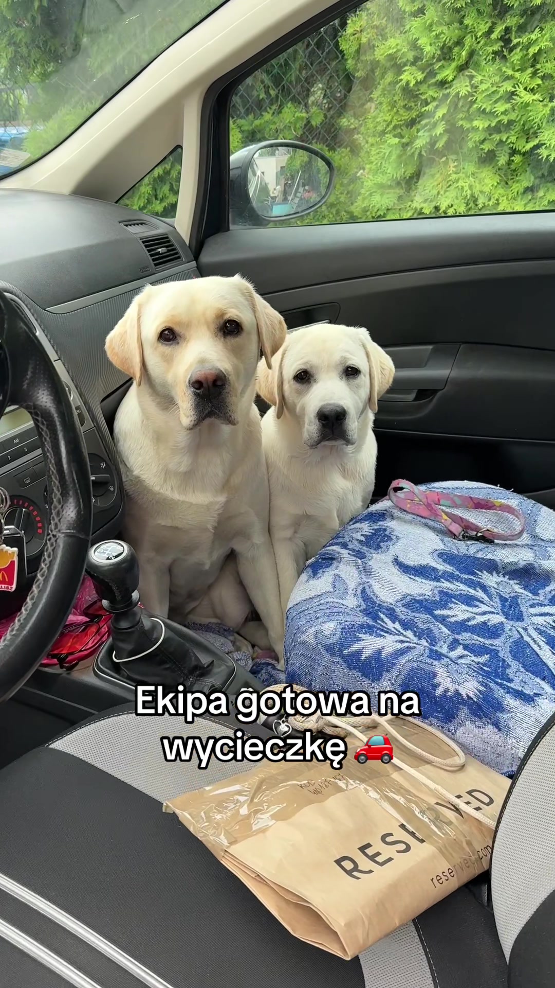 @Moonlife -Labrador Retriever