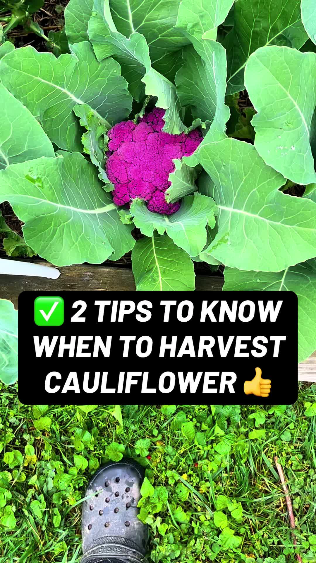 @TheFruitfulFoodscape