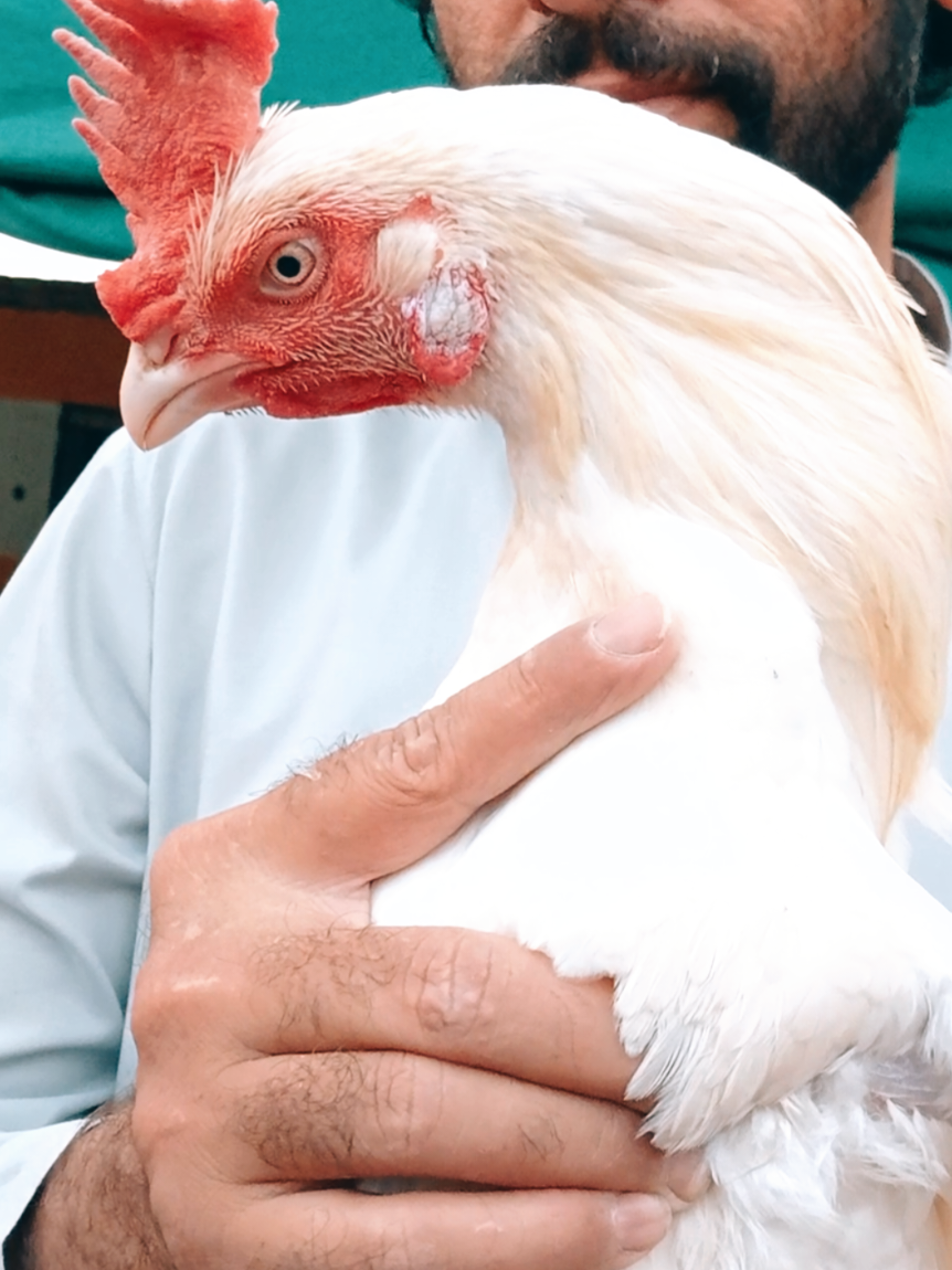 @Sajjad Aseel Farm