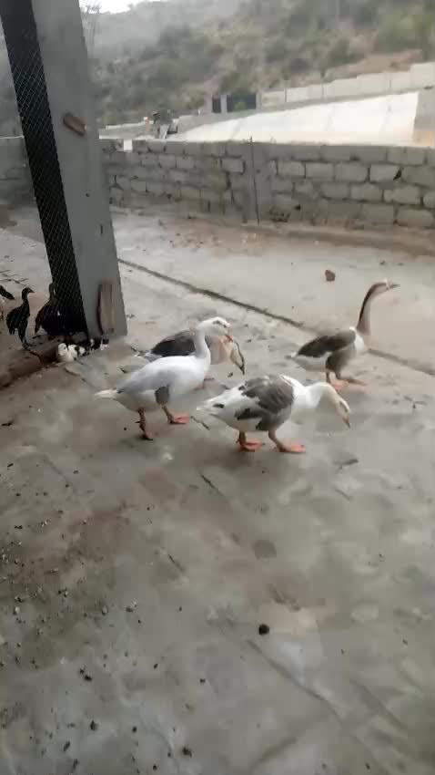 @babar khan