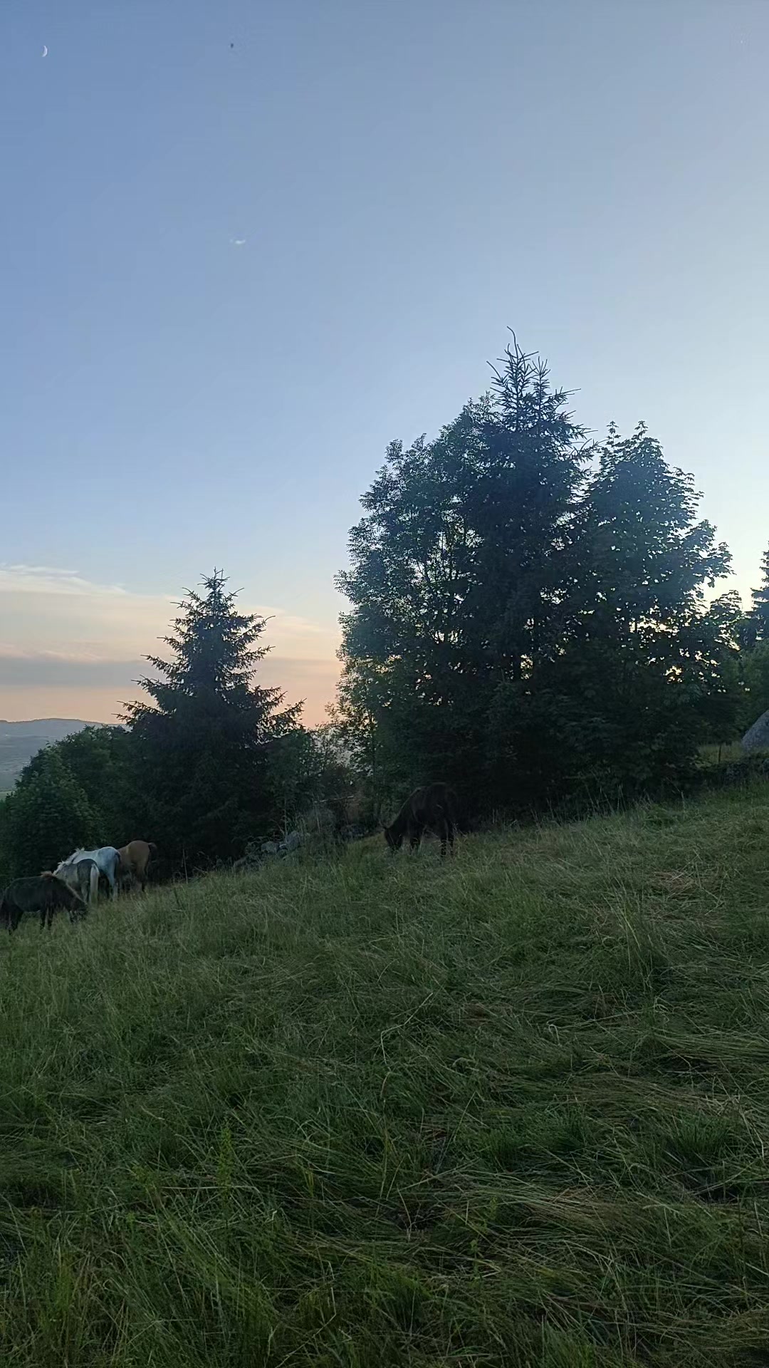 @RIEDELSBACHER