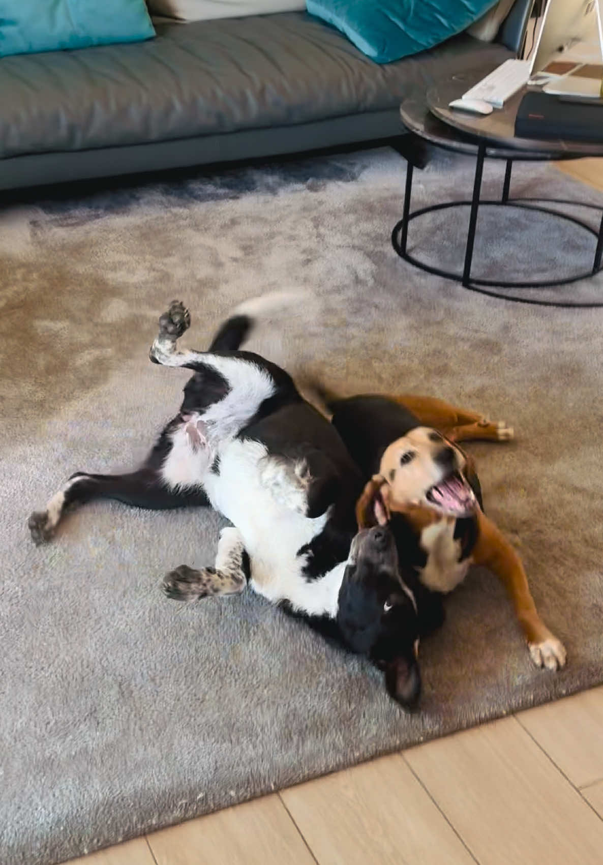 @Cippy & Romeo-a🤣