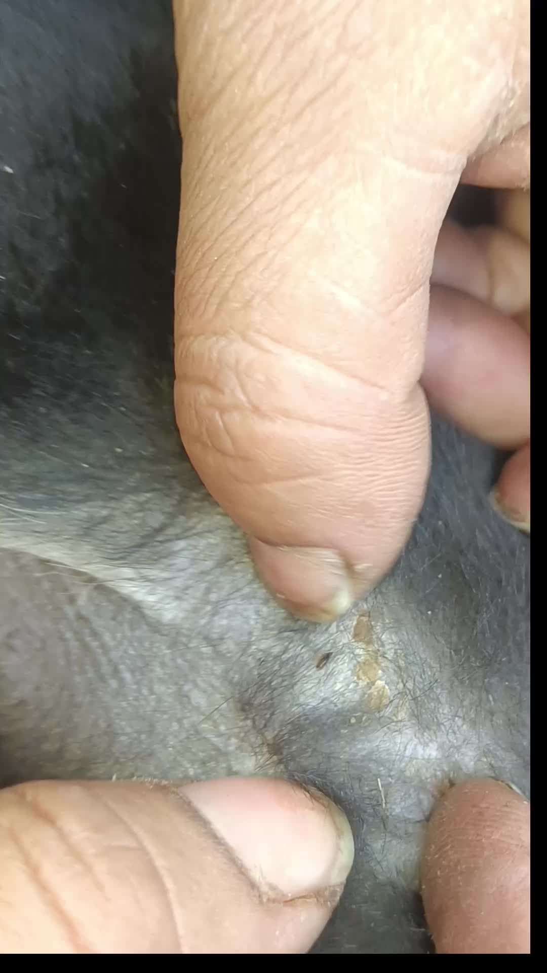 @LiceHack94
