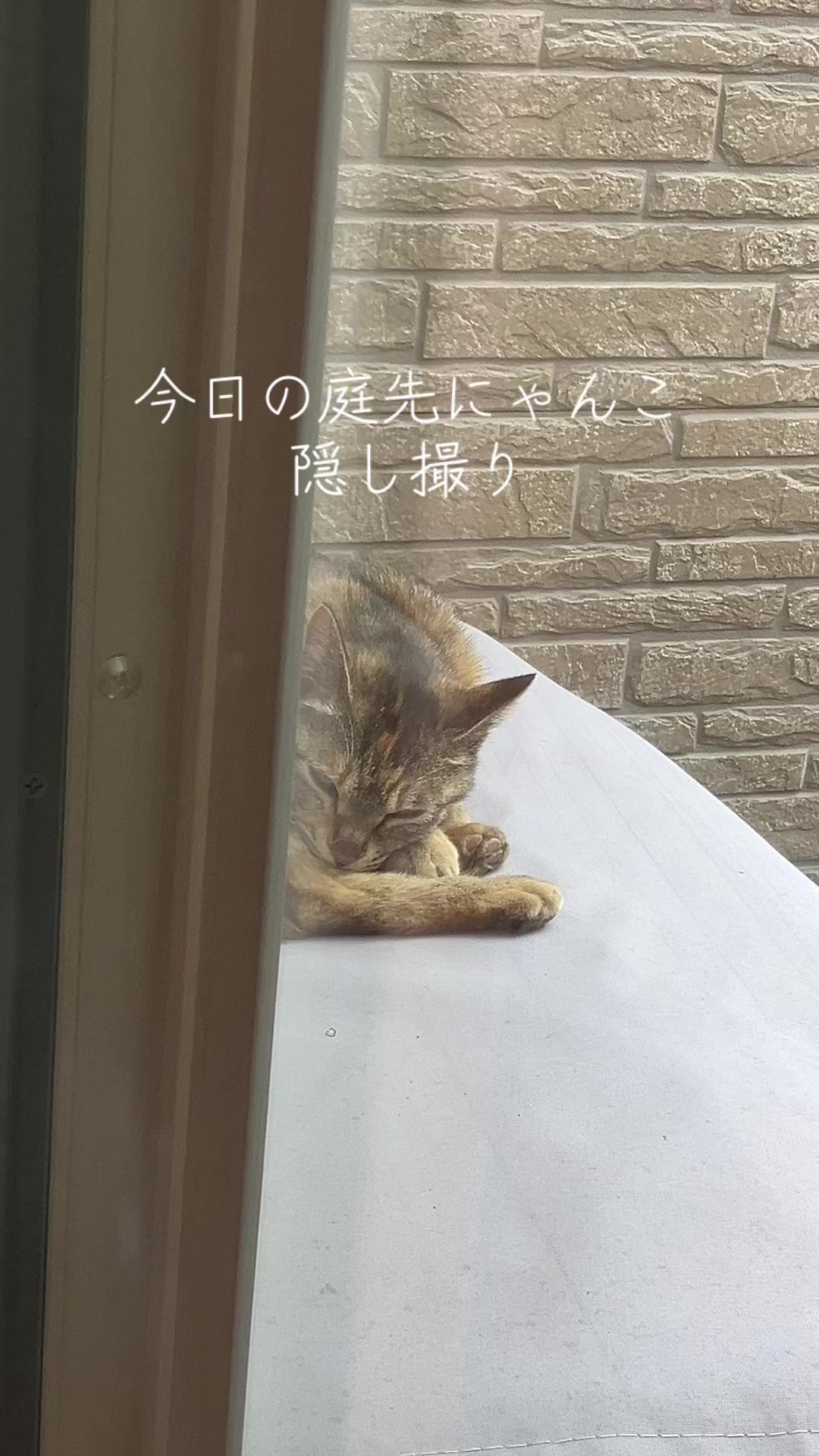@にゃん⭐︎にゃんZ