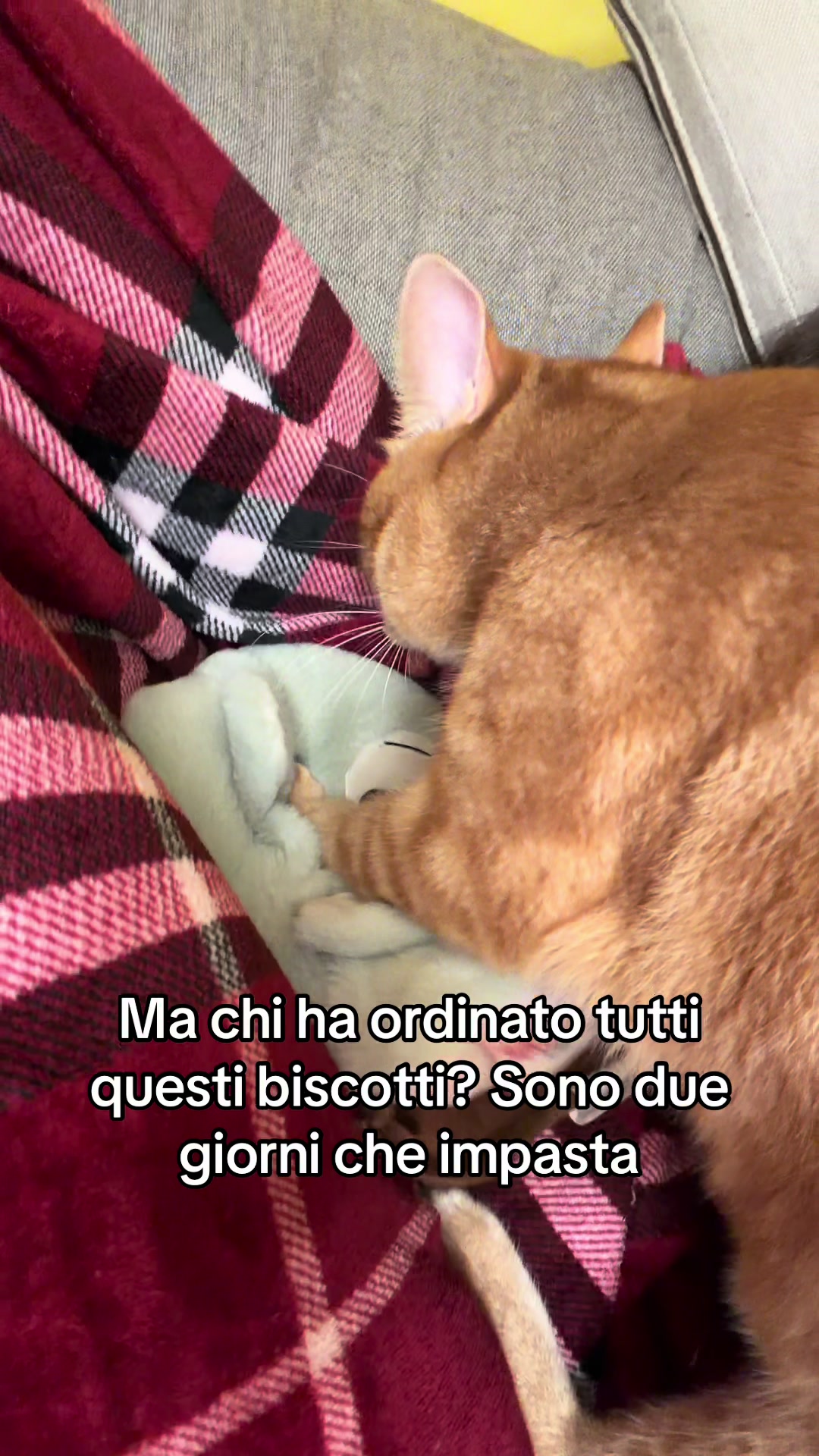 @MilaRizzello