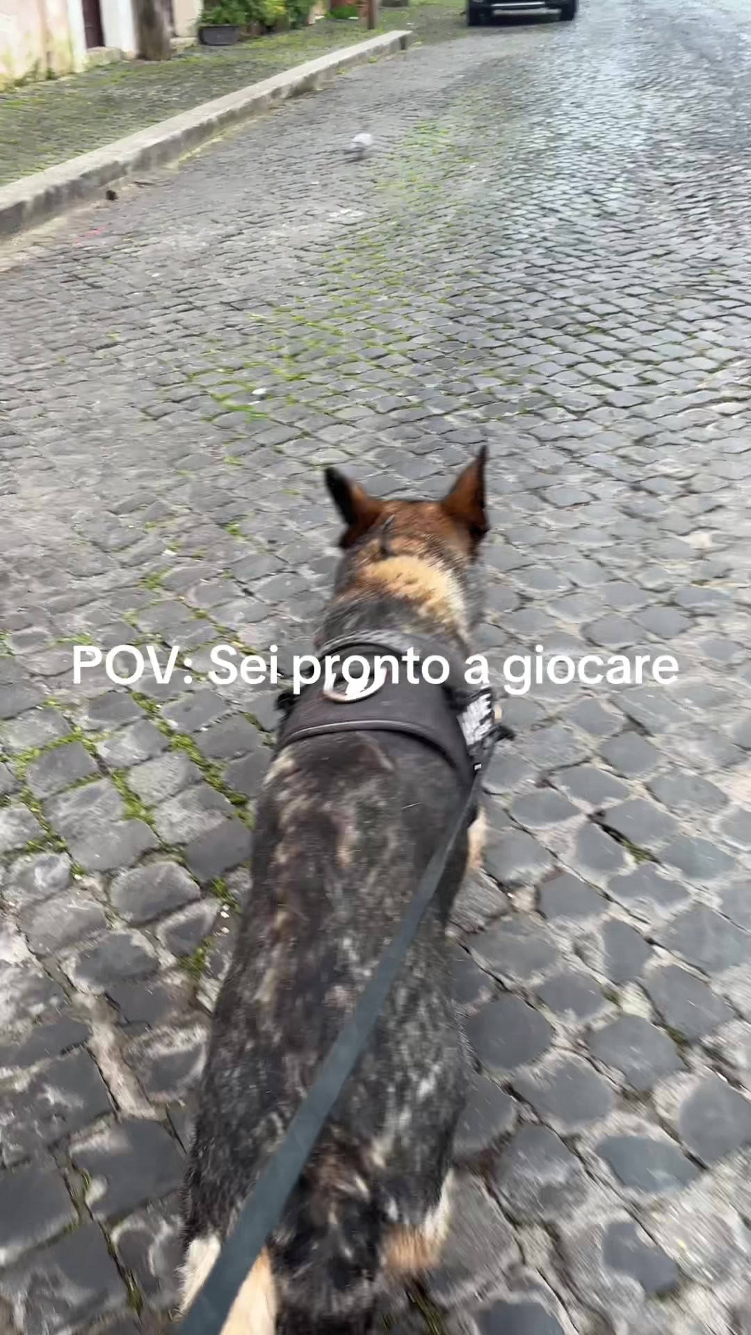 @Janedeivolsci&victorio