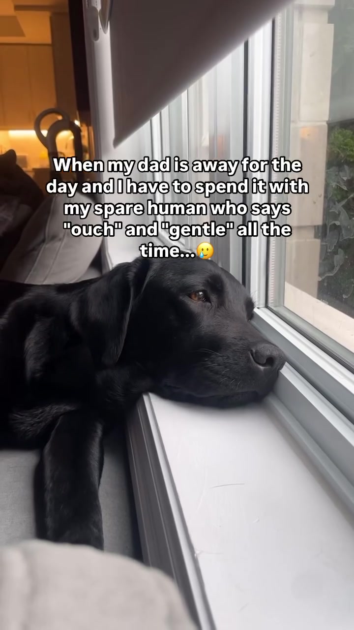 @lisatheblacklab