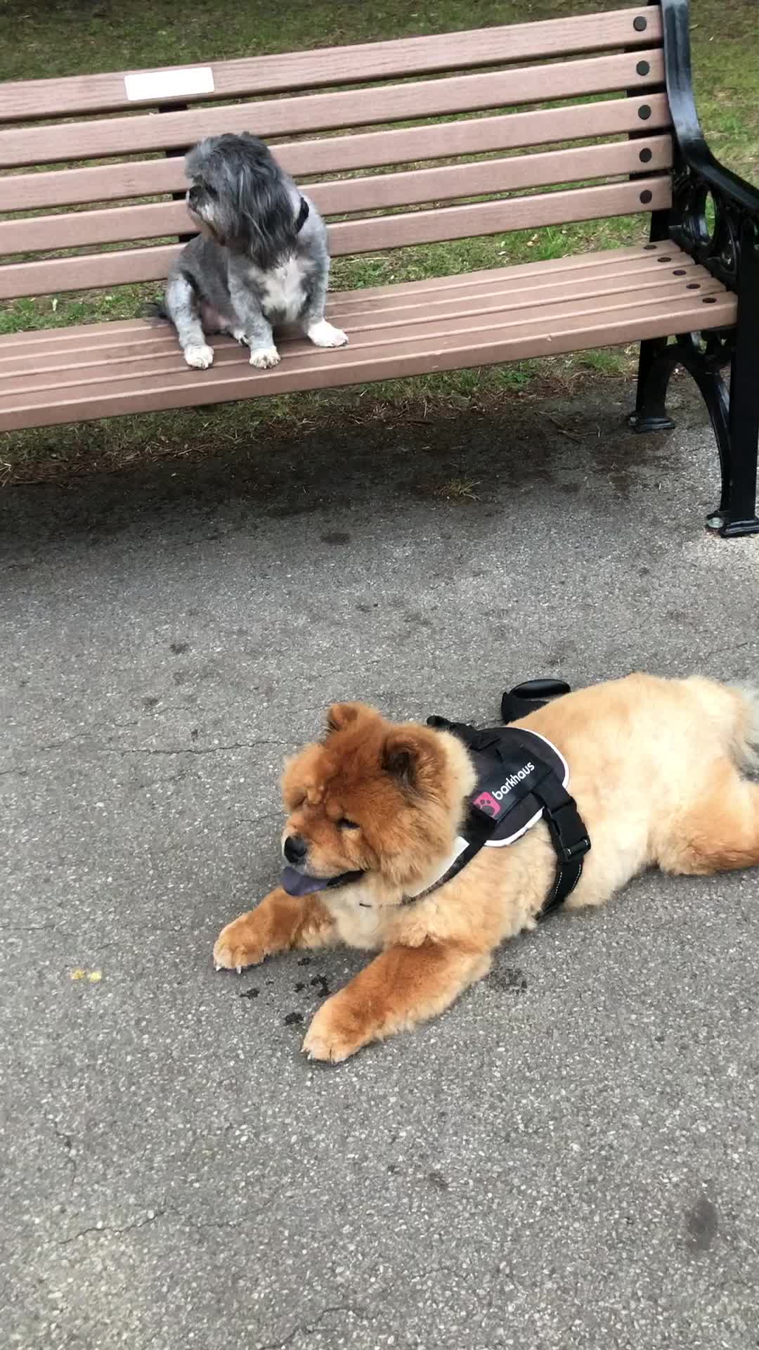 @Mimi the Shihtzu