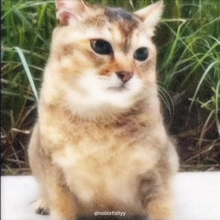 @noblefishyy