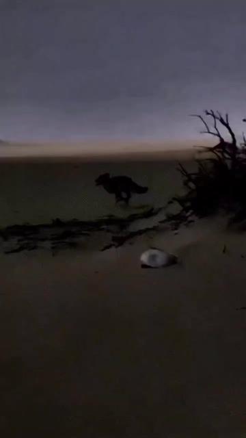 @أبو سرحان