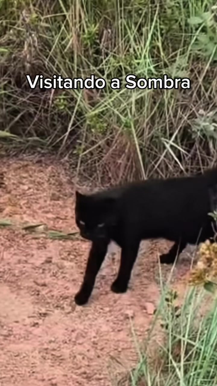 @el_gatoescobar
