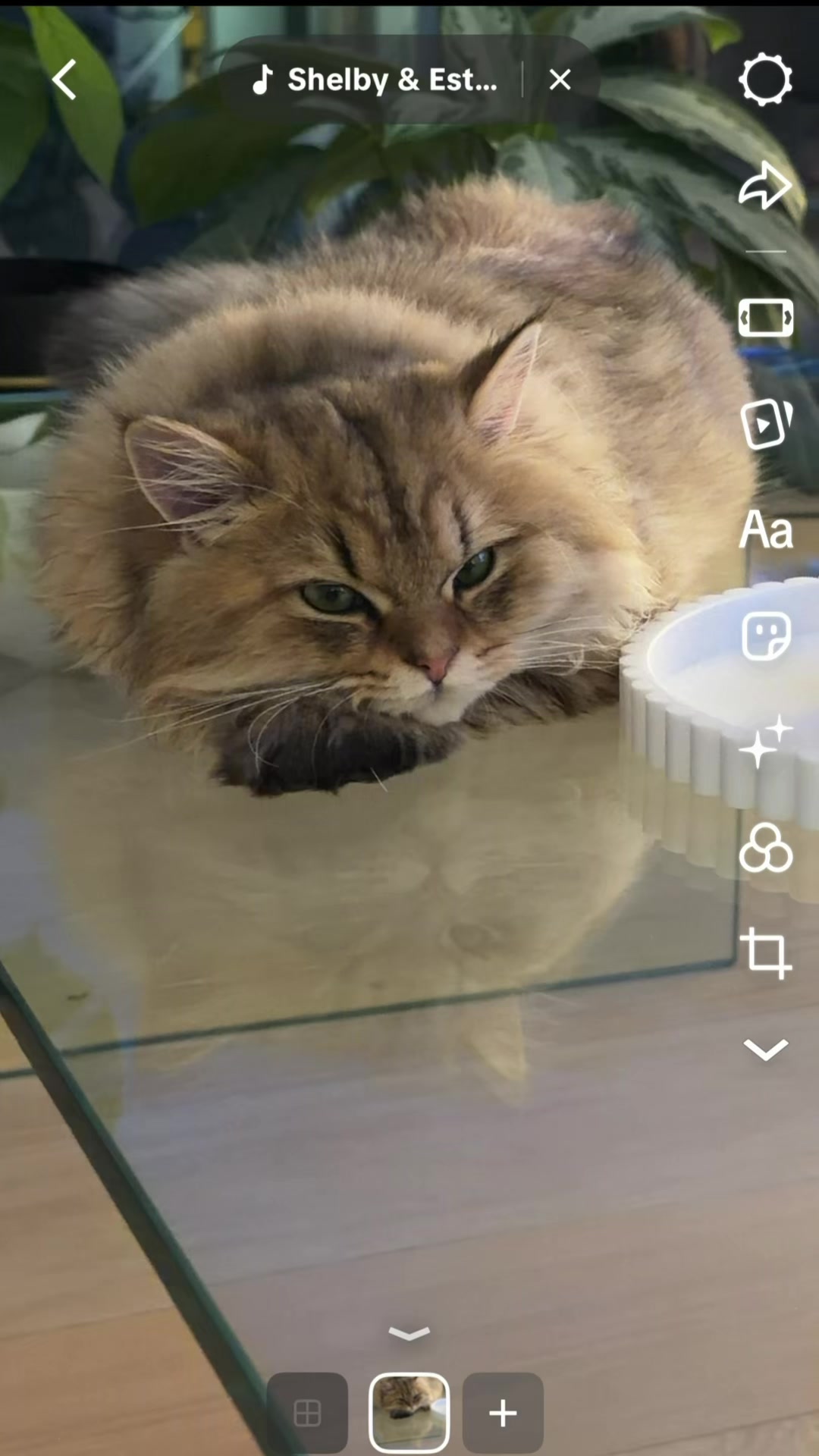 @Tommy the cat