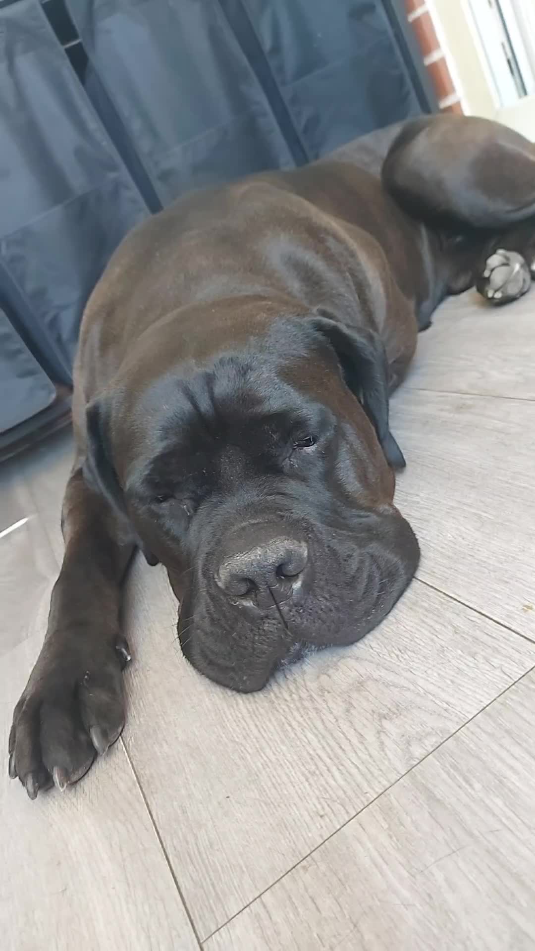 @Canecorspuppy