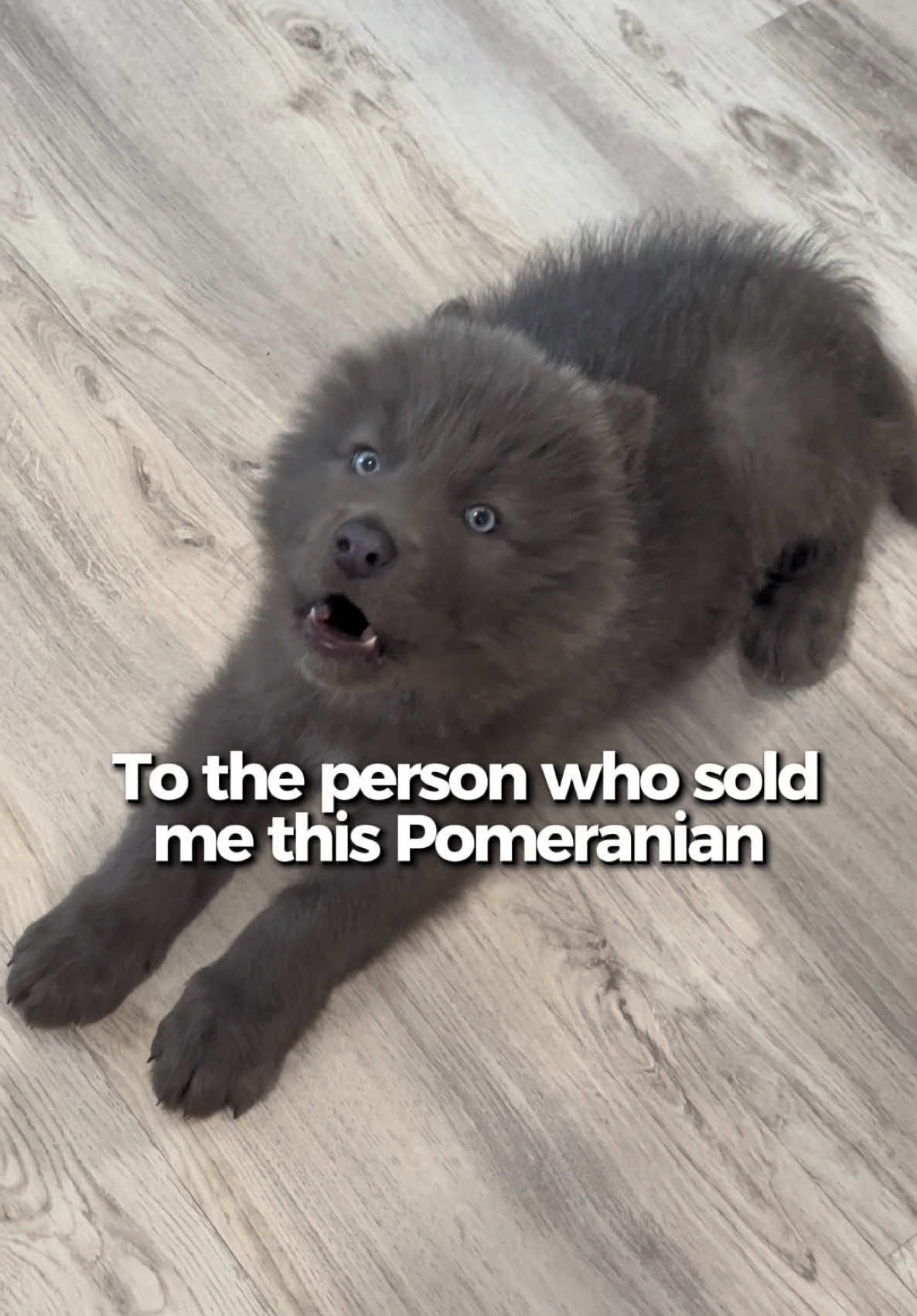 @My Blue Wolf