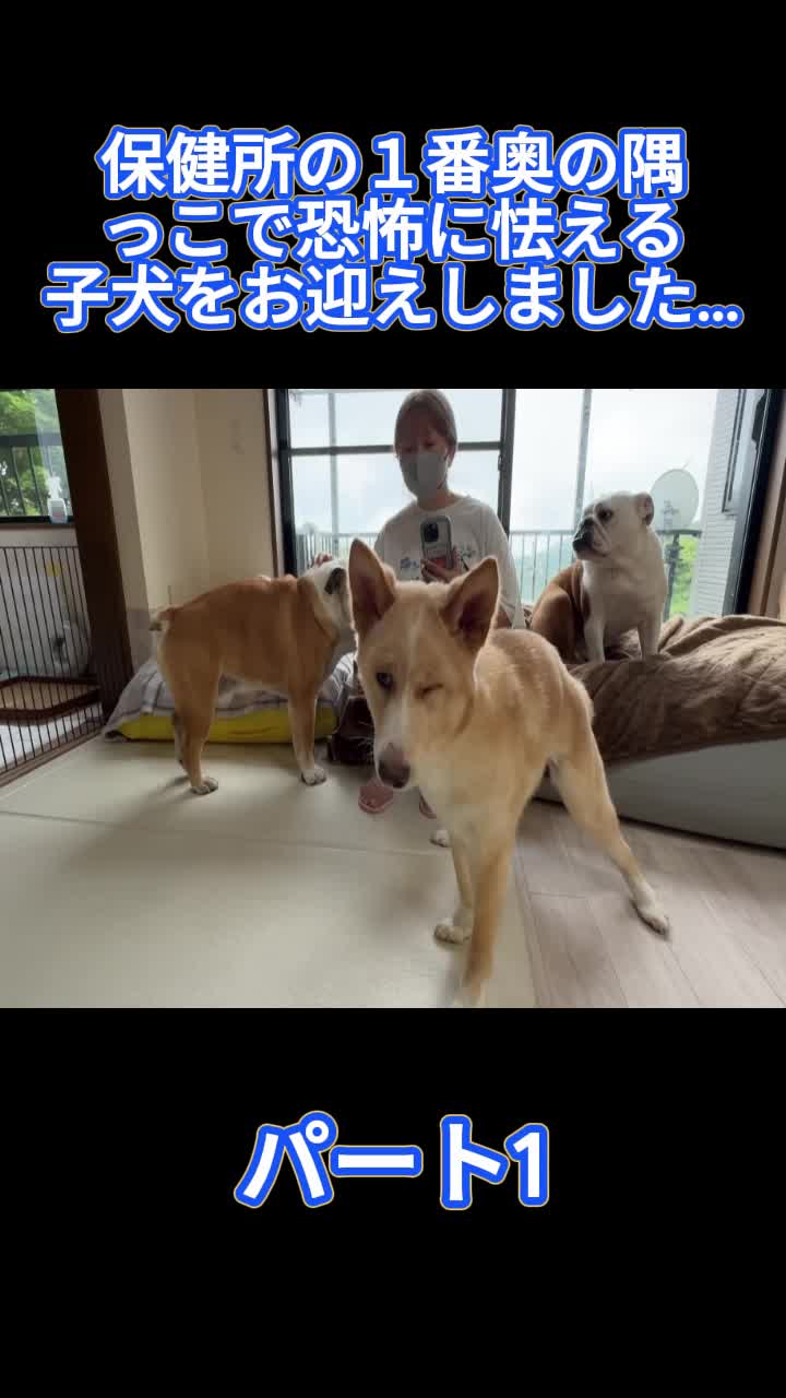 @ブルドッグぶるまるチャンネル Fan