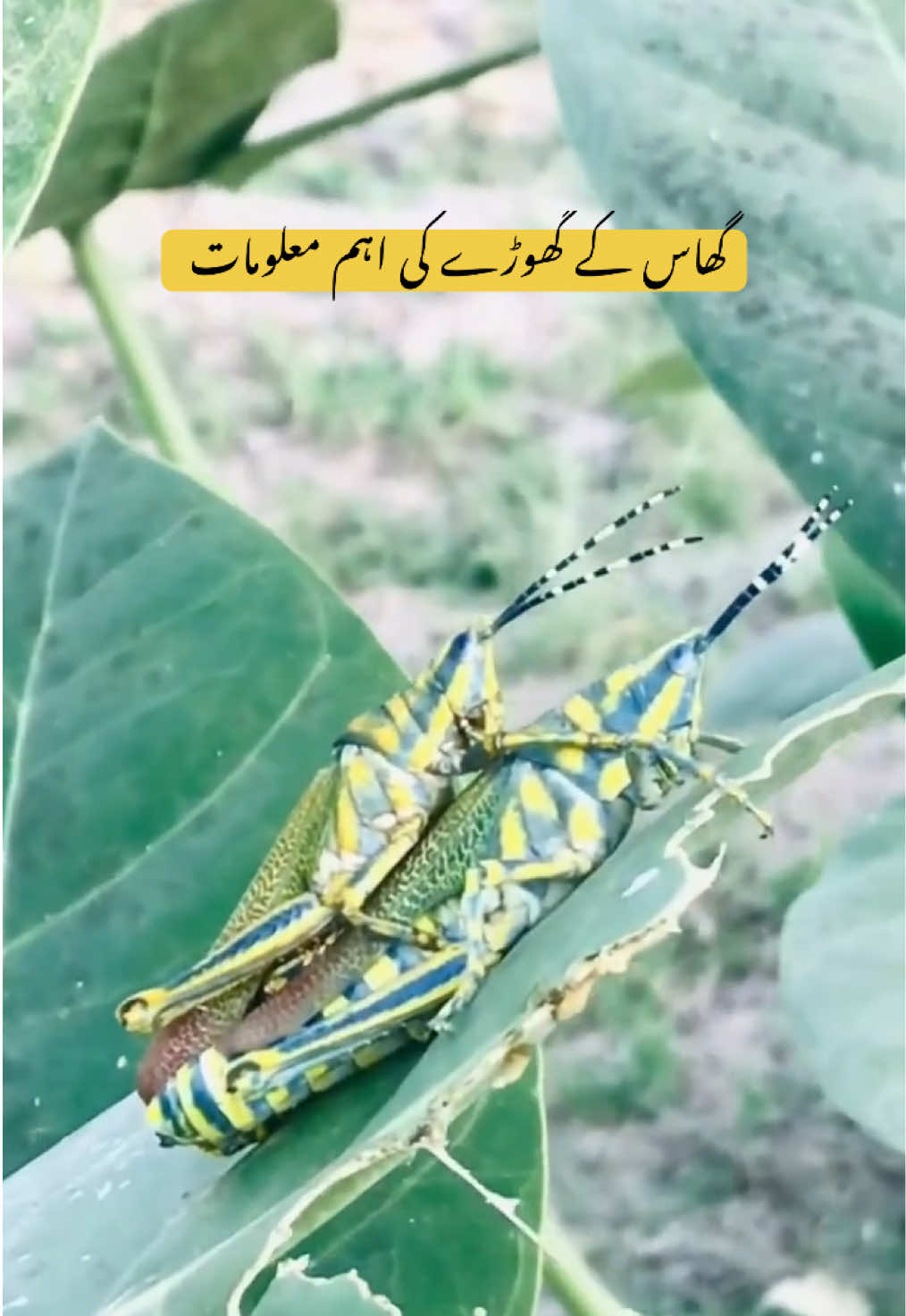@Pest Mysteries