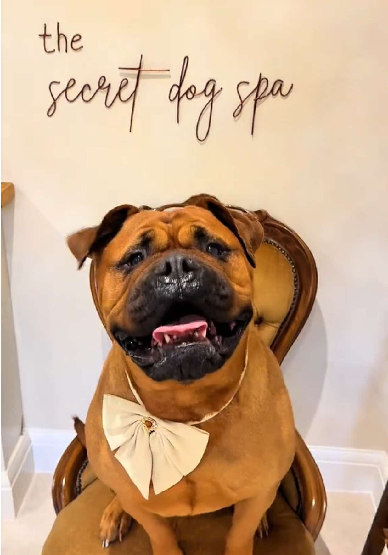 @thesecretdogspa