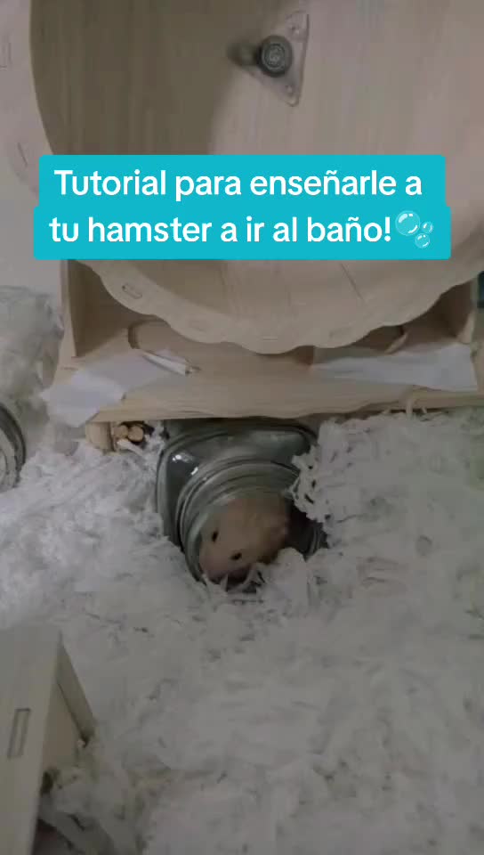 @Diariodeunhamster❤️🐹