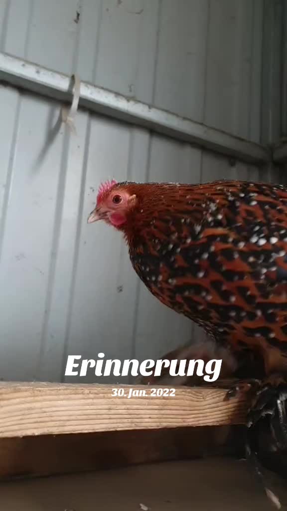 @der hühnermeister 🐓