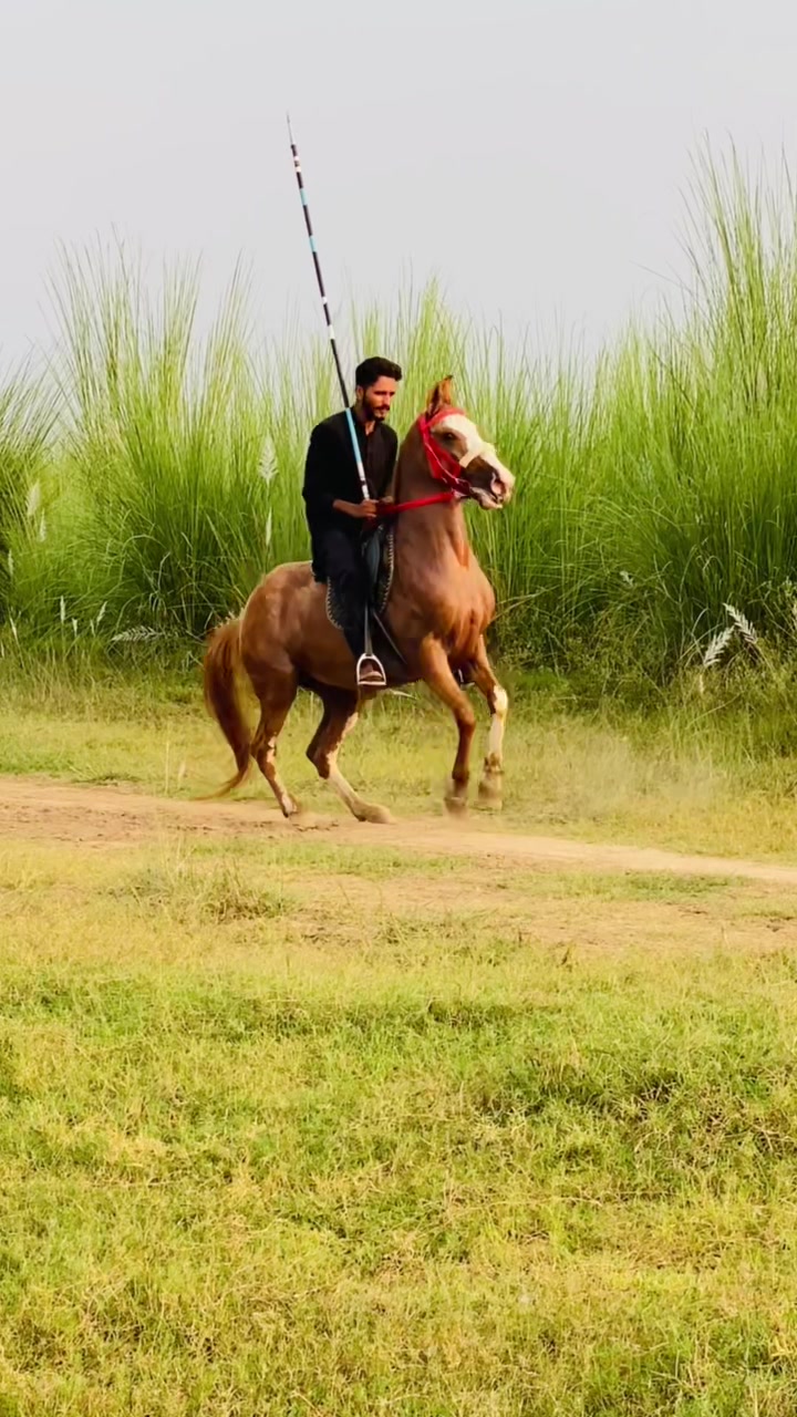 @Ch Hammad bokan ♥️🐎