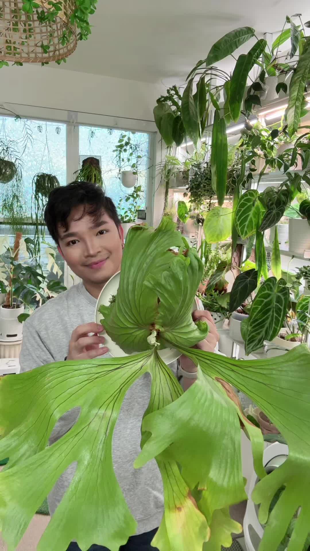 @Cyril&rsquo;s Plants | Cats | DIY 🌿