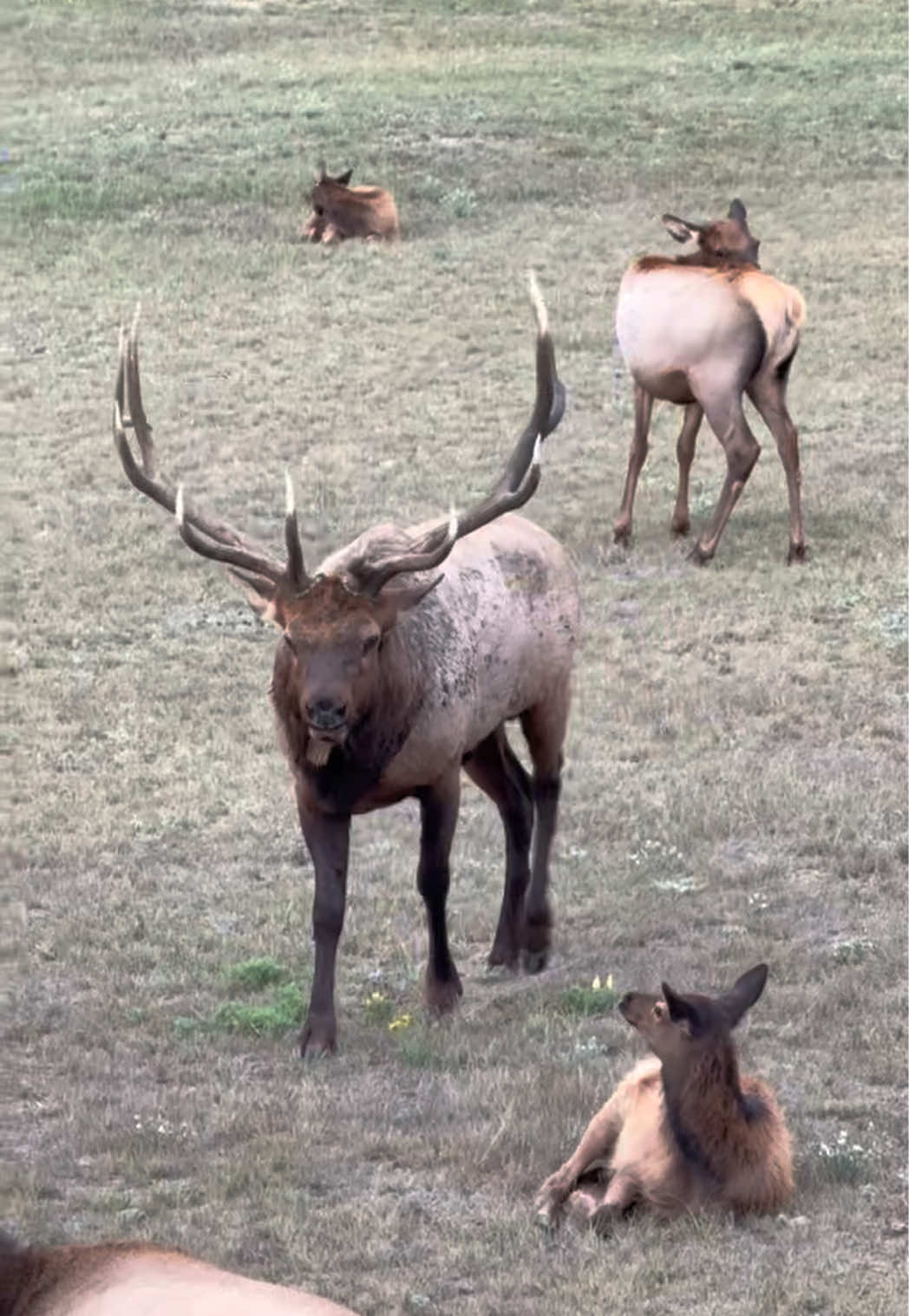 @Emalee ⛰️✨🦌
