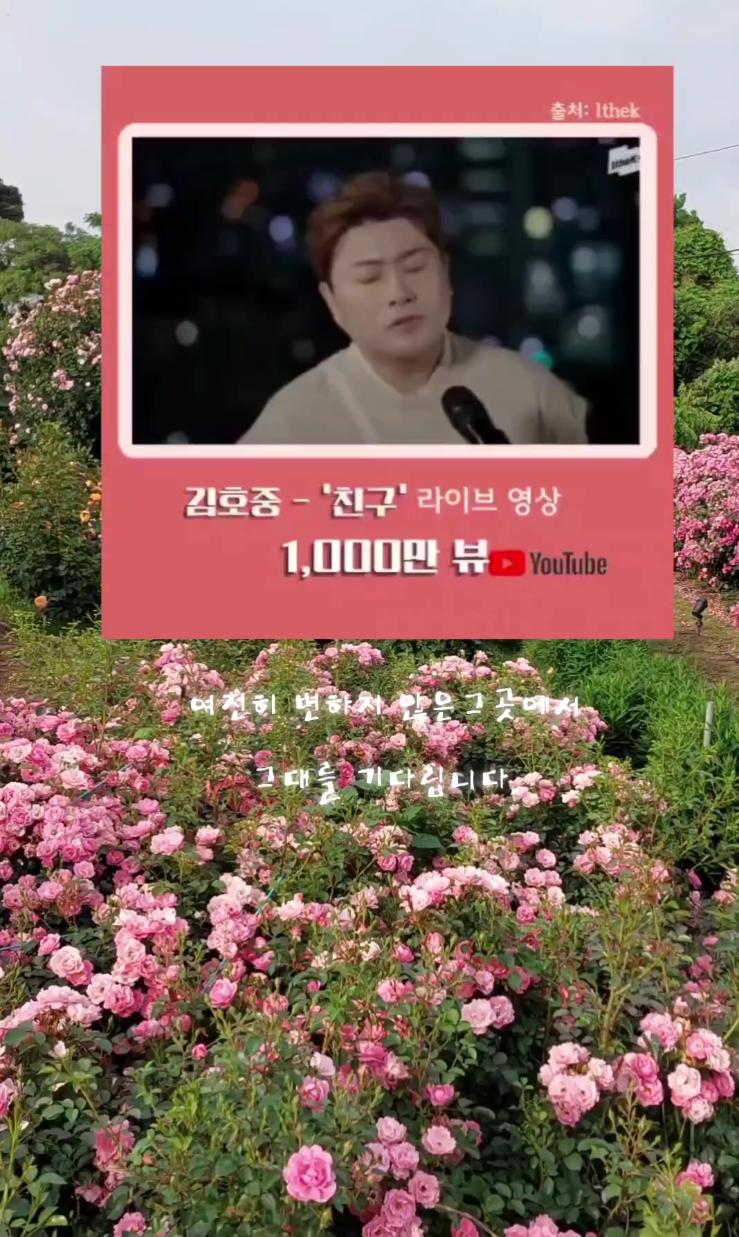 @찔레꽃