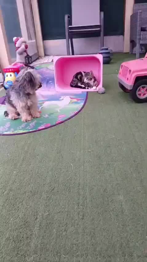 @paws.and.peace