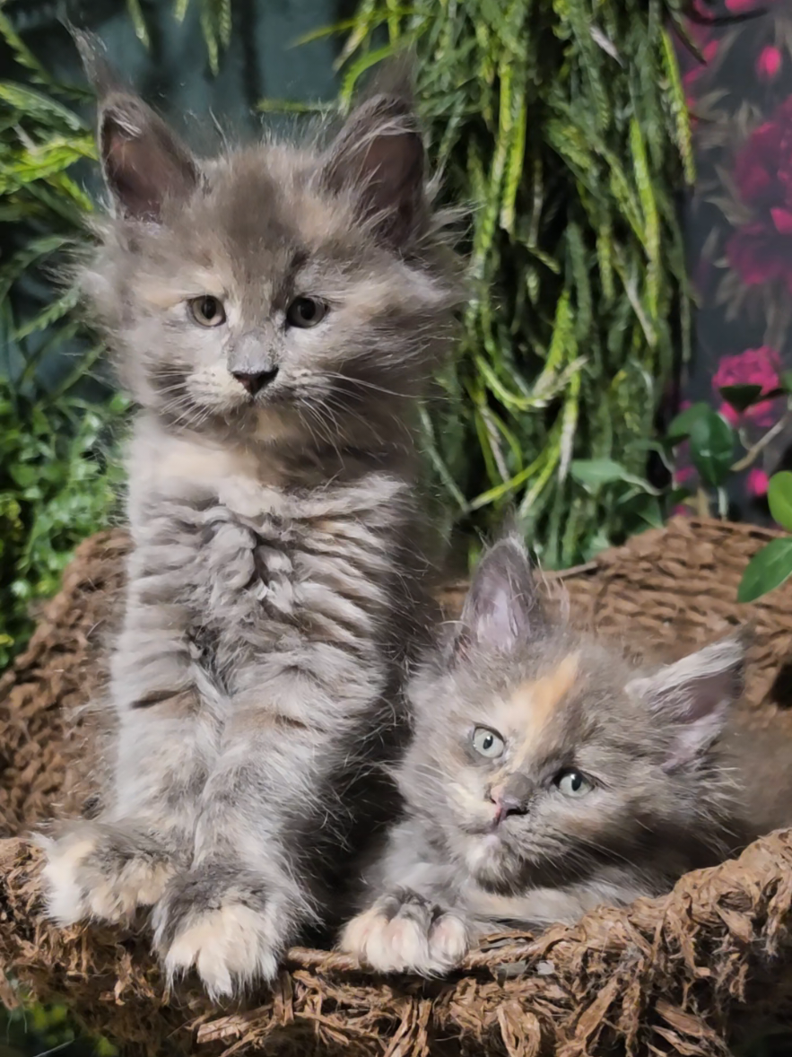 @Peaky Claws Cattery
