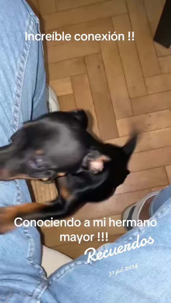 @PanDOGuitos 🐶