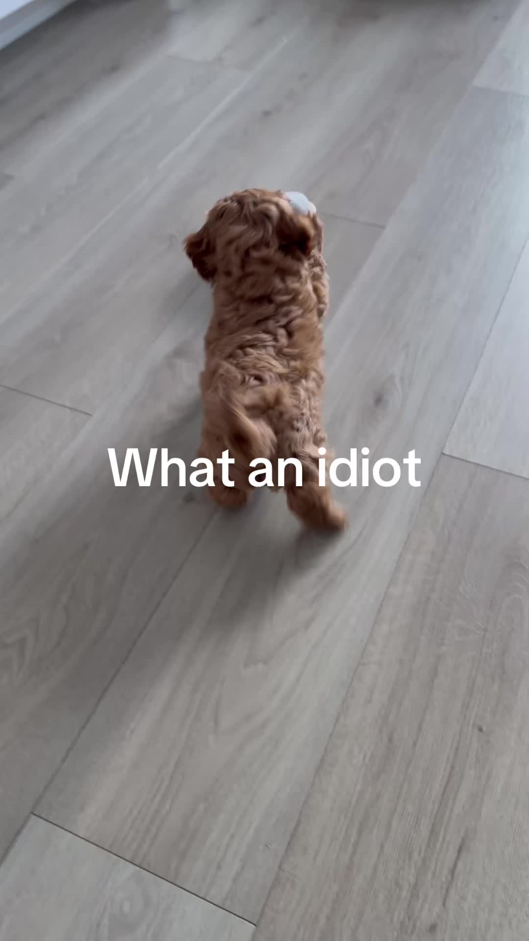 @entityf1