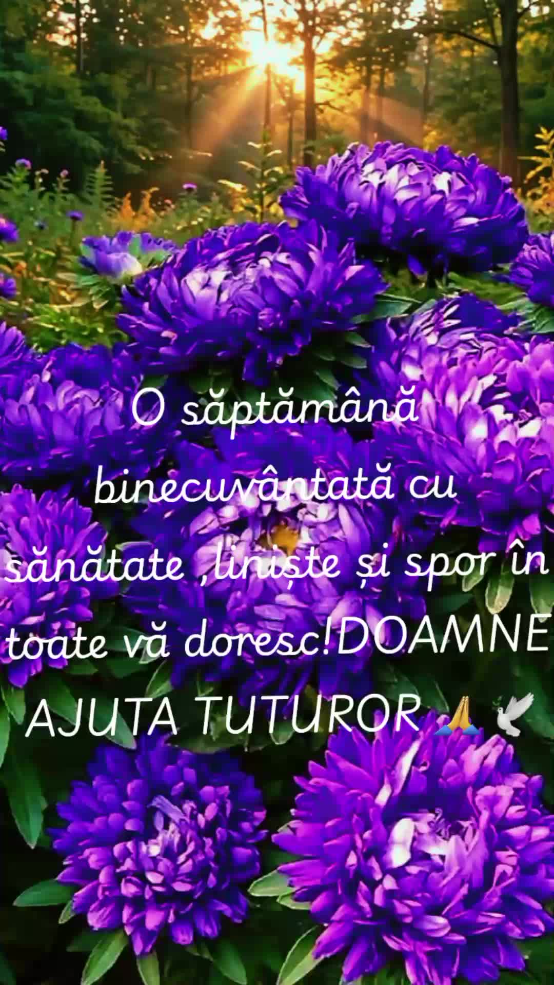 @any🌹rose