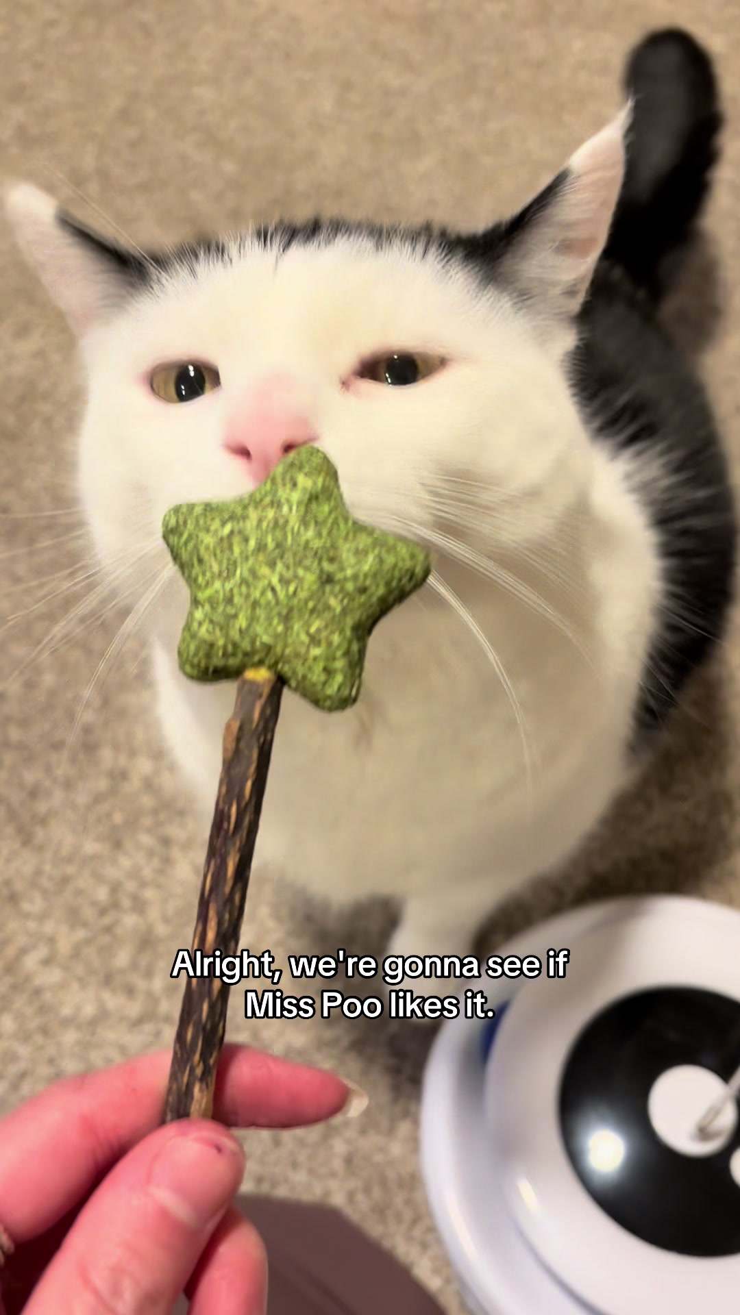 @poppytherescuecat_