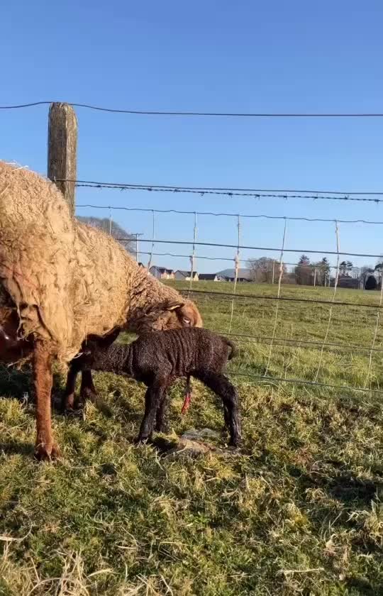 @Annavale&Biggarburn Shetlands