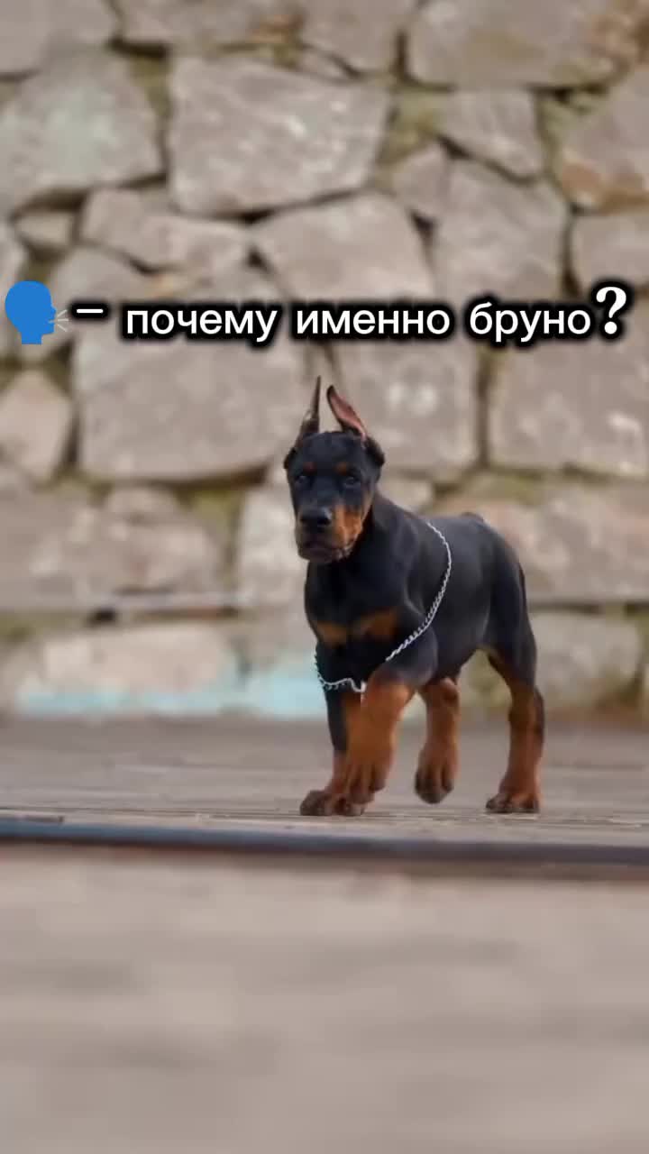 @🐾доберман бруно🐾