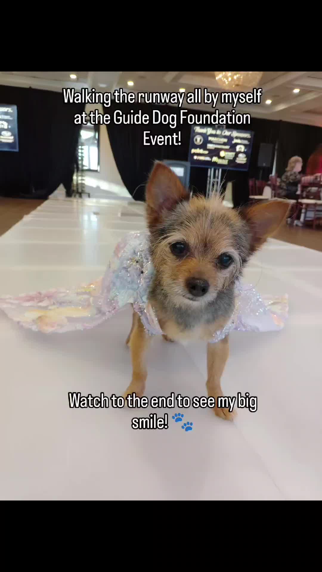 @Miley Jo the Chorkie