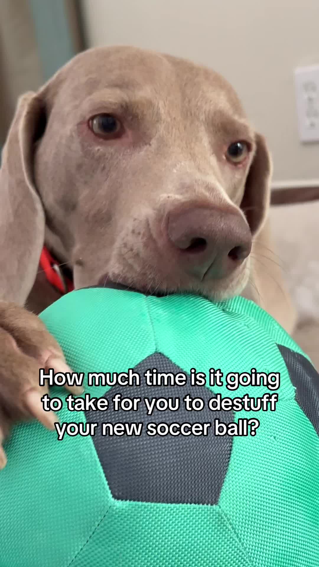 @Zoey the Weim