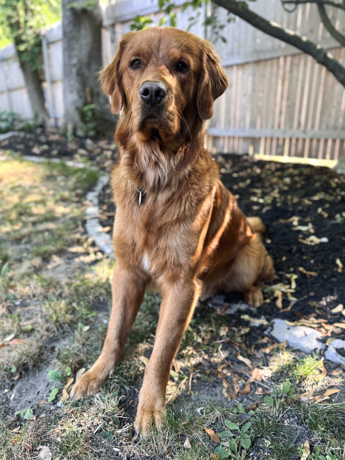 @Rooster The Red Retriever