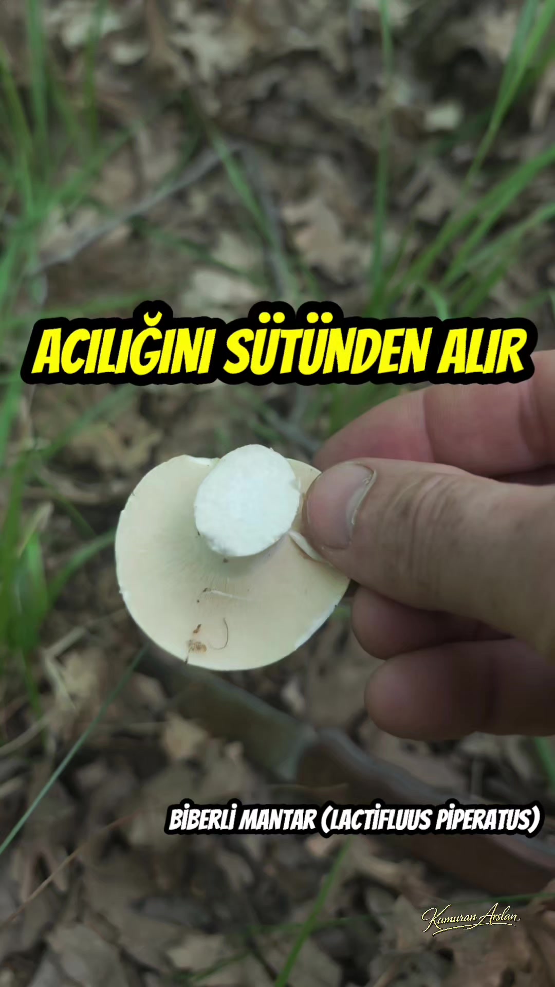 @Kamuran Arslan
